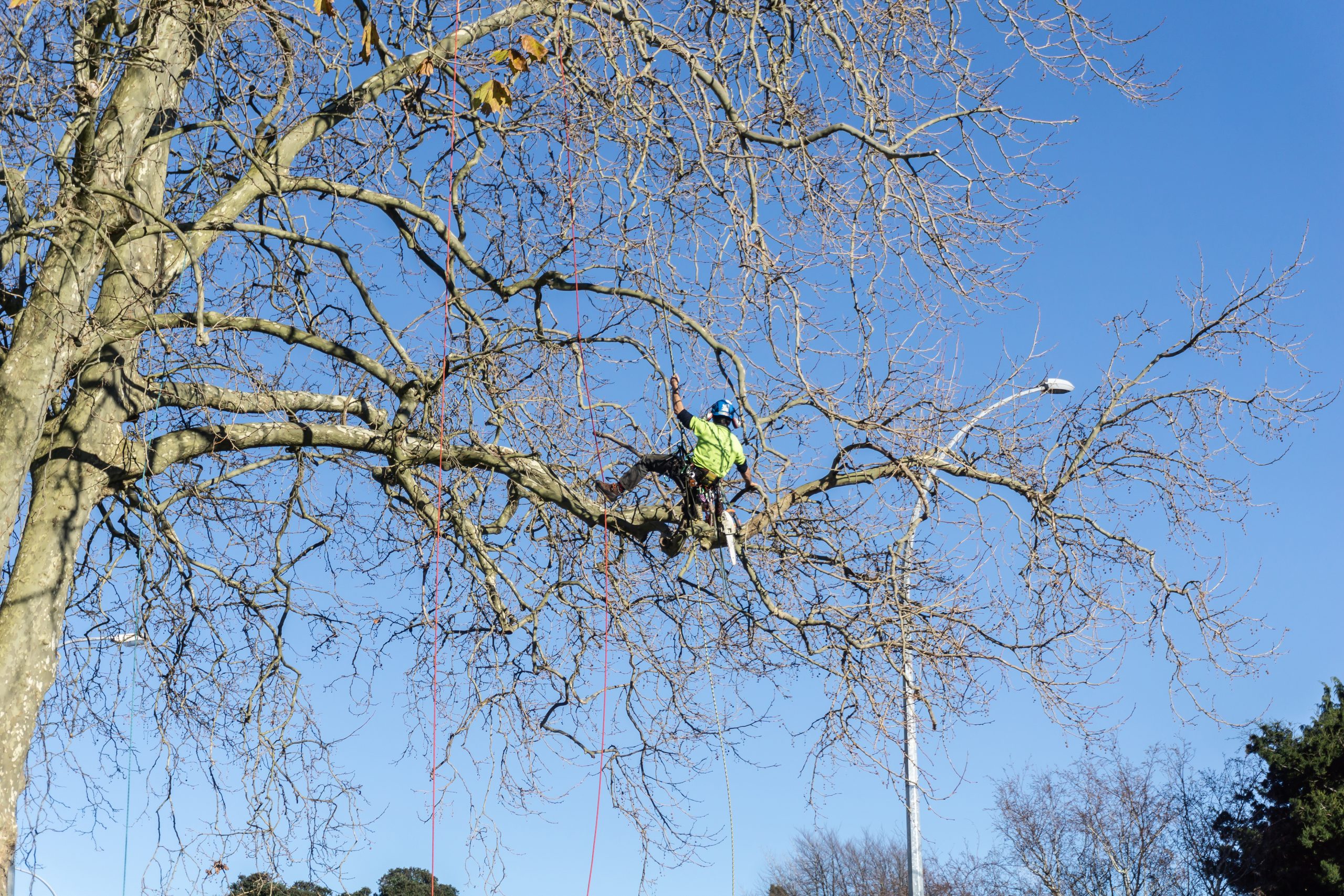Arborist hanging by safety rope clambering about high in leafless London Plane tree trimming branches Tauranga New Zealand July 2018