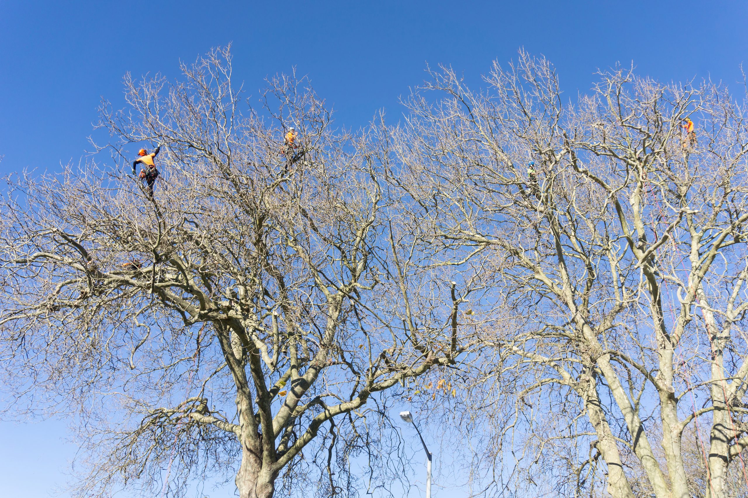 Three arborist high in top of leafless London Plane trees supported by safety ropes trimming branches in Tauranga New Zealand July 2018